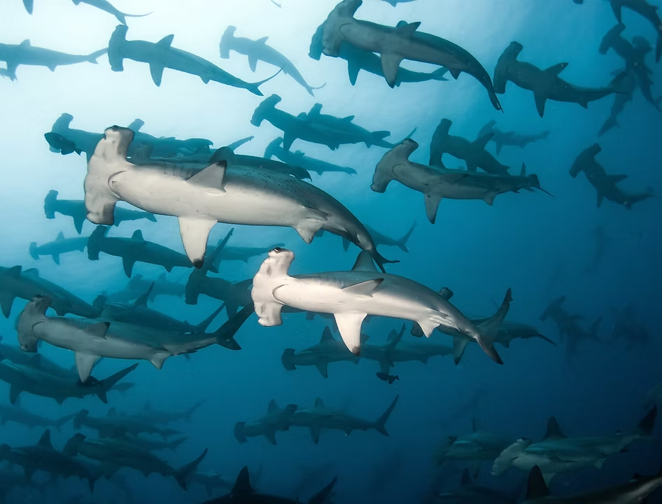 Berenang bersama hammerhead shark