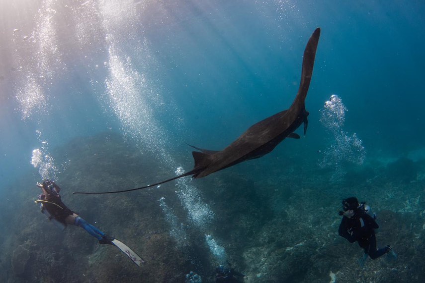 Liburan di Kapal mewah Phinisi sambil snorkling