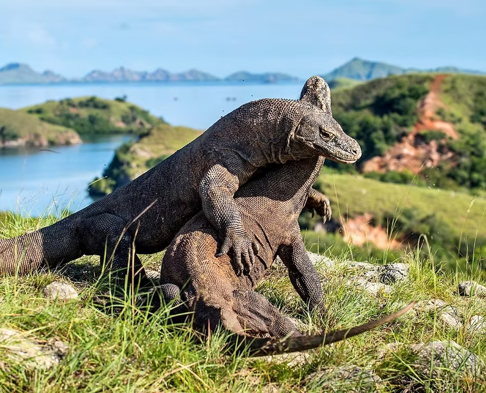 Komodo dragon berpelukan Pulau Komodo, menghadirkan sensasi petualangan alam liar yang autentik.