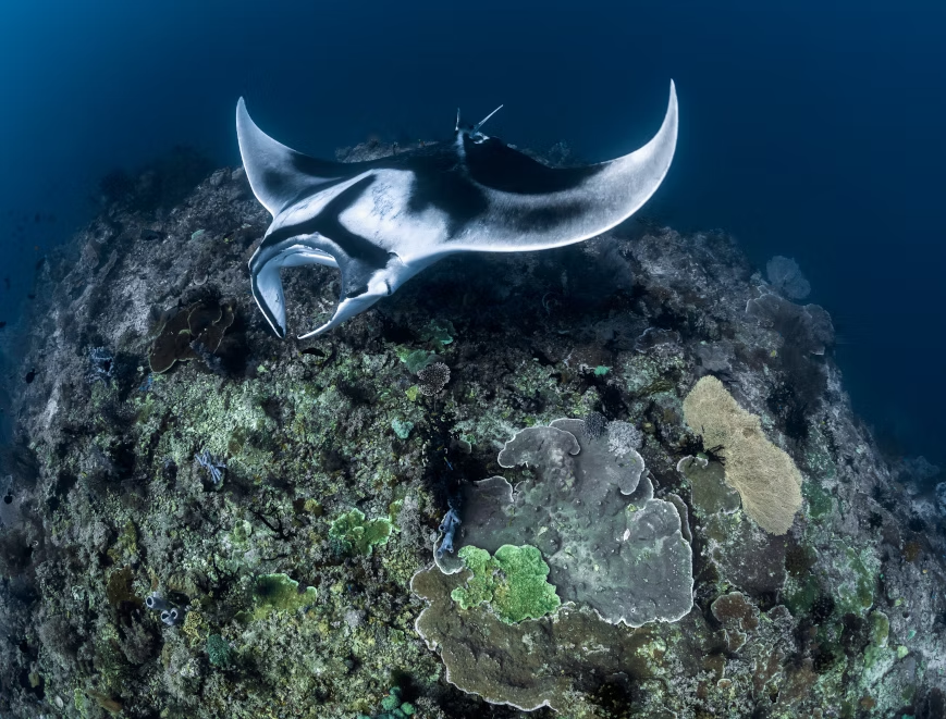 Iklan di titik selam populer Raja Ampat, menegaskan ekosistem laut yang sehat dan terjaga