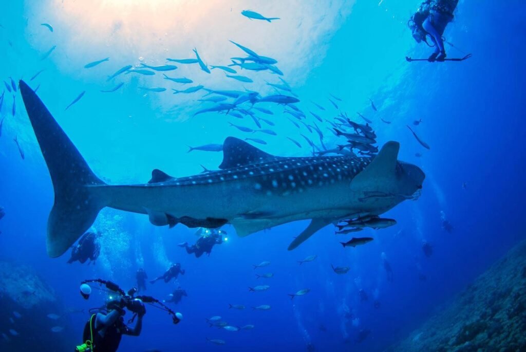 Snorkling di dalam laut setelah puas menikmati pemandangan dari atas 